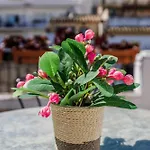 Casa Naranjos - Terraza En El Casco Historico